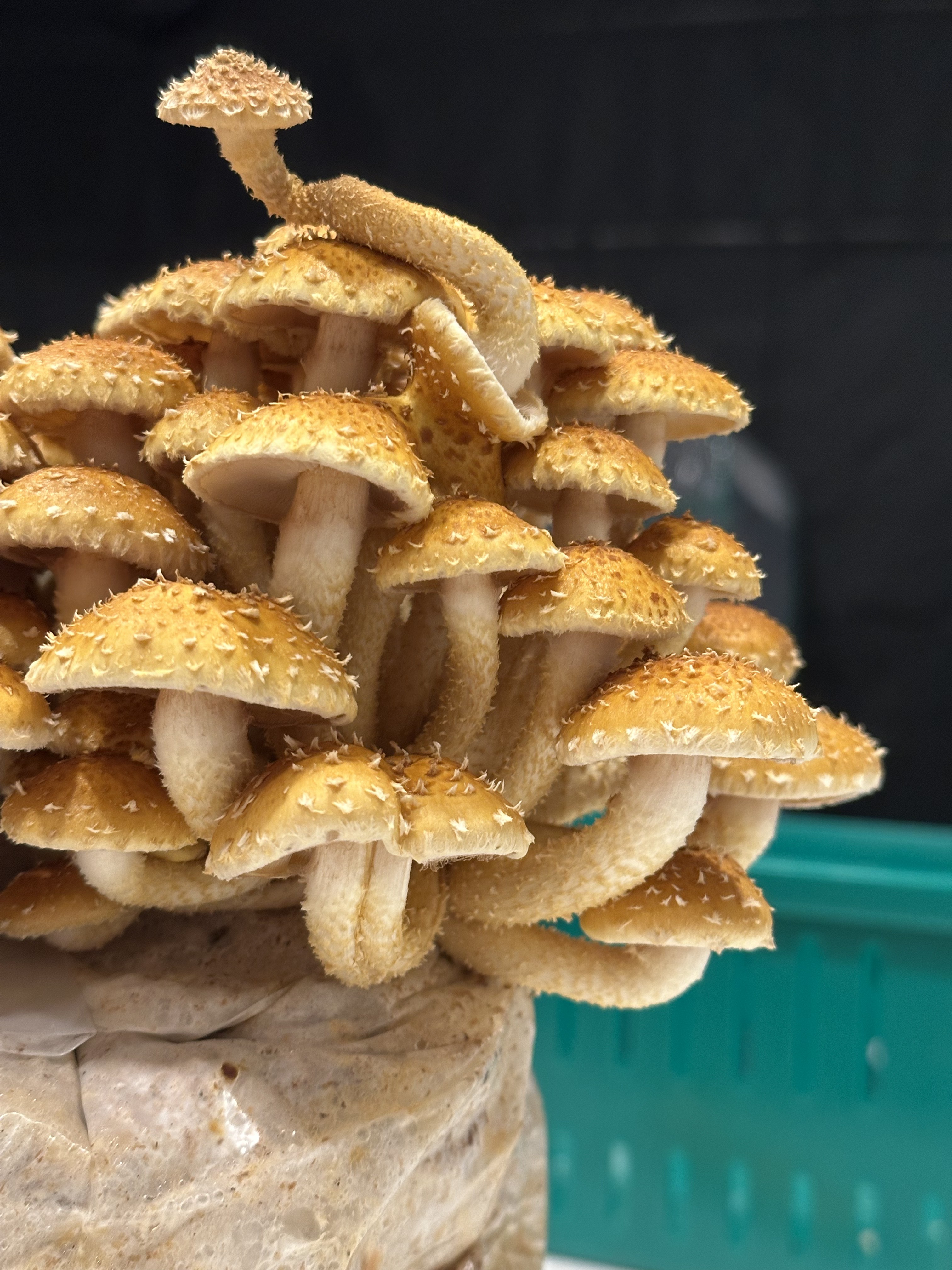 Chestnut mushroom cluster, glossy caramel caps