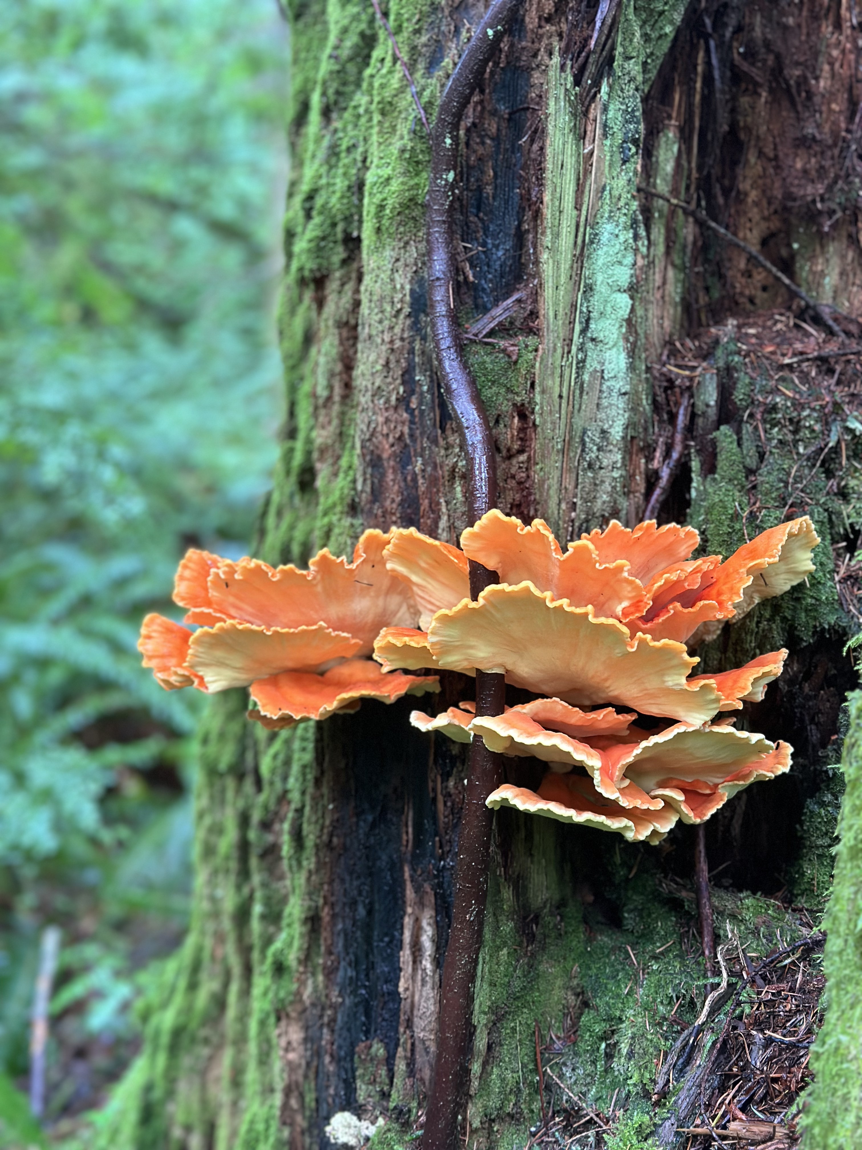 Bright orange Chicken of the Woods shelves on a mossy tree trunk