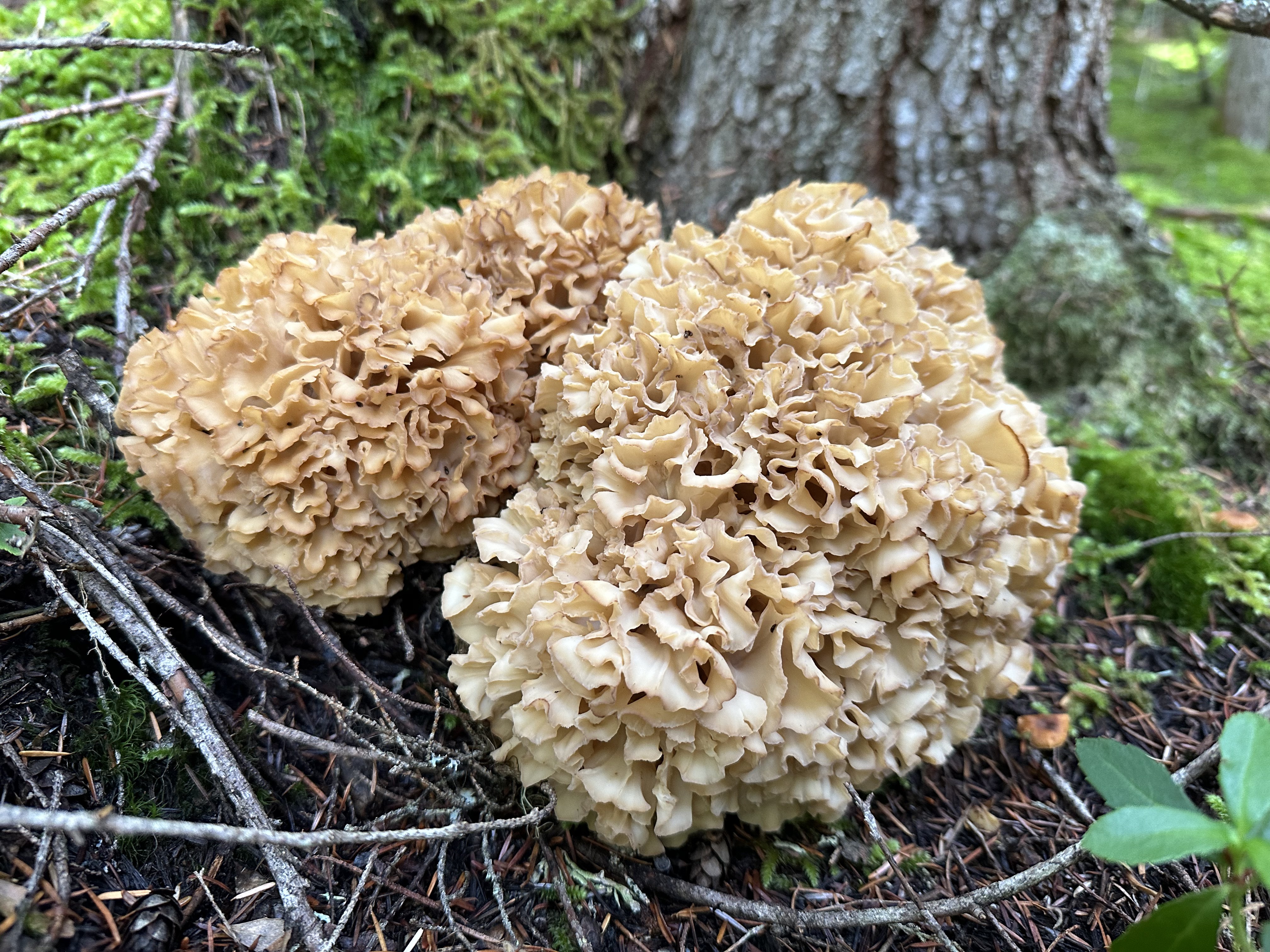 Cauliflower mushroom (Sparassis crispa), frilly cluster