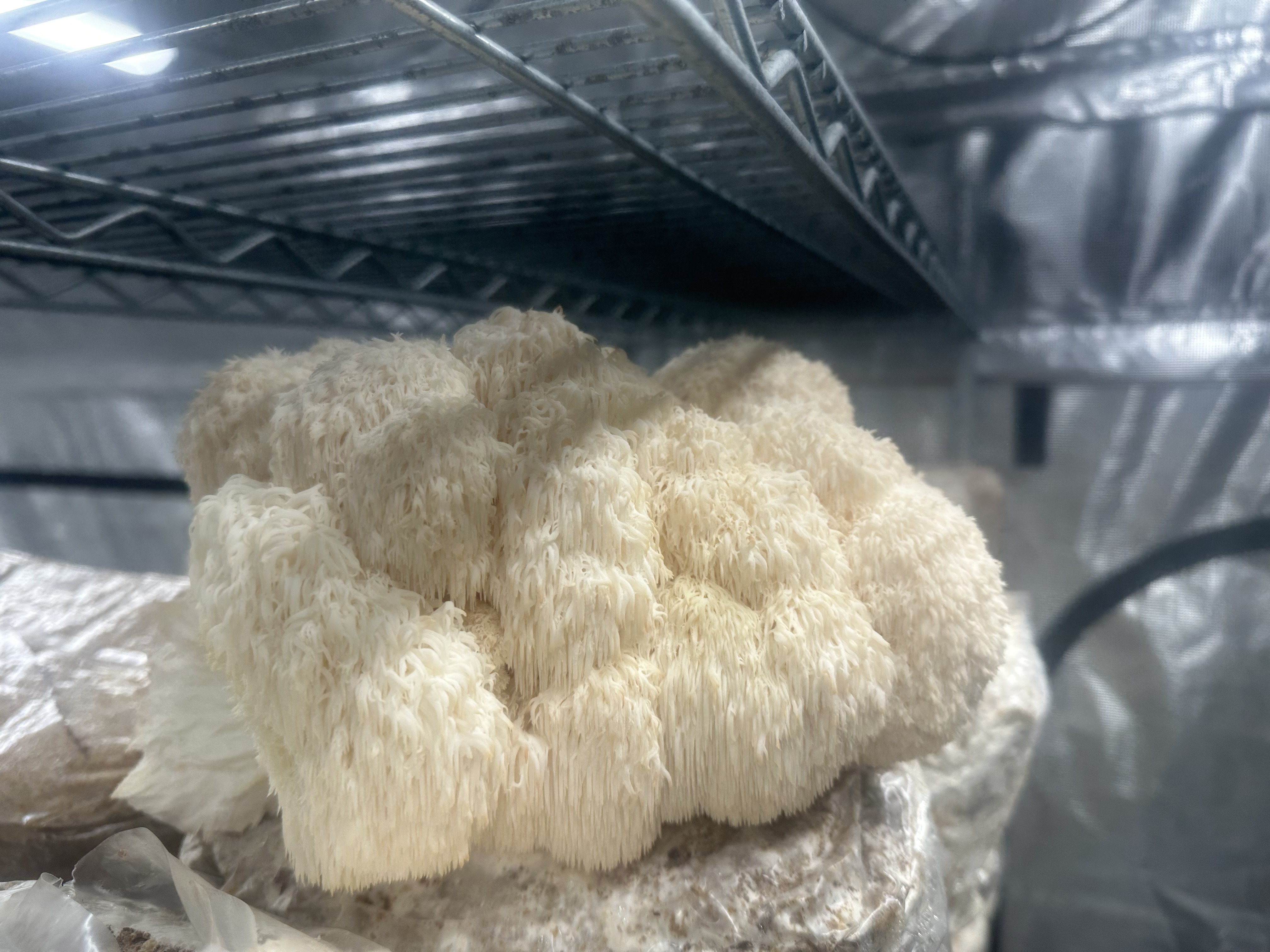 Lion's Mane specimen growing in tent