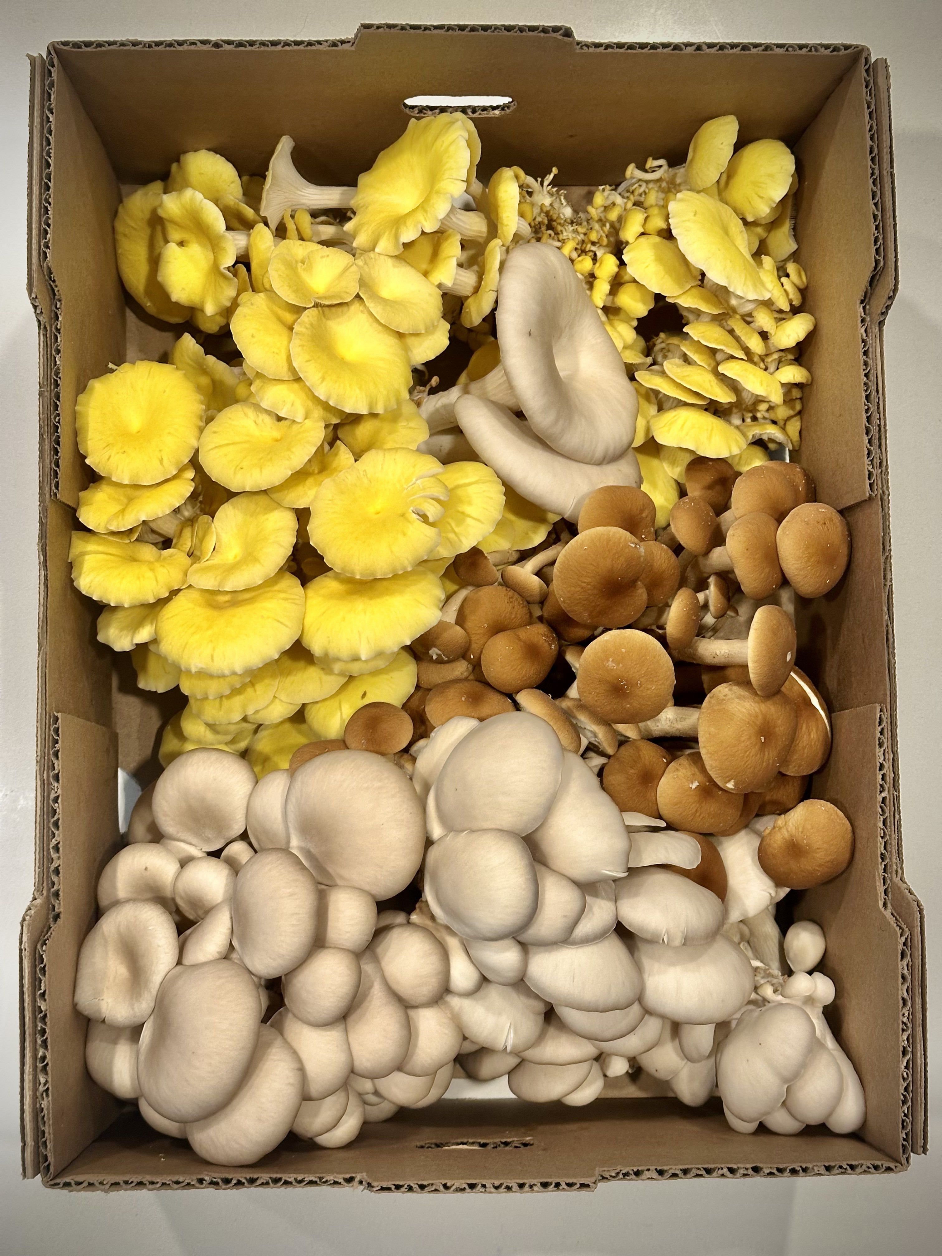 Fresh harvest box — yellow oysters, browns, and oyster cluster