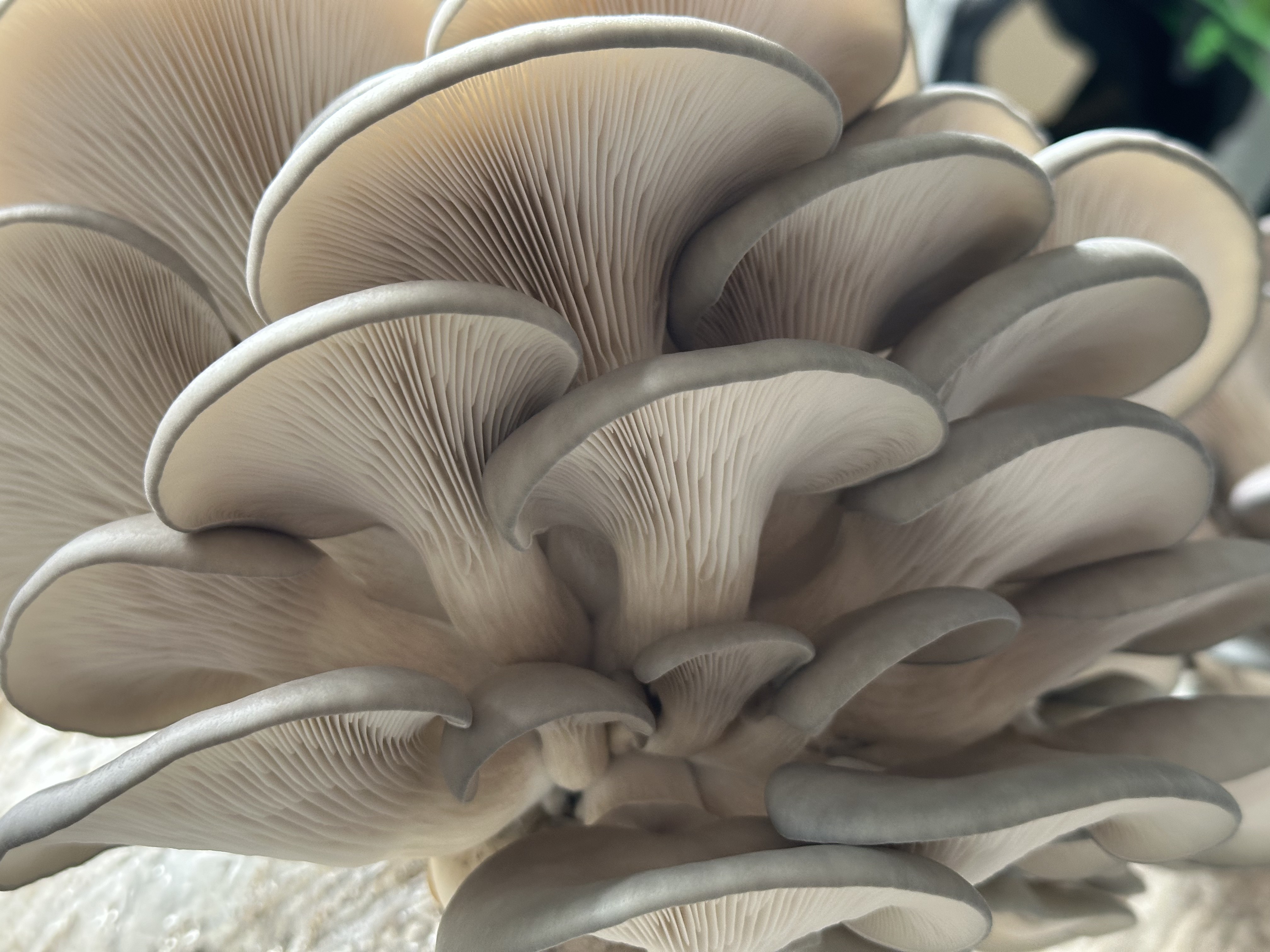 Blue Oyster mushroom cluster