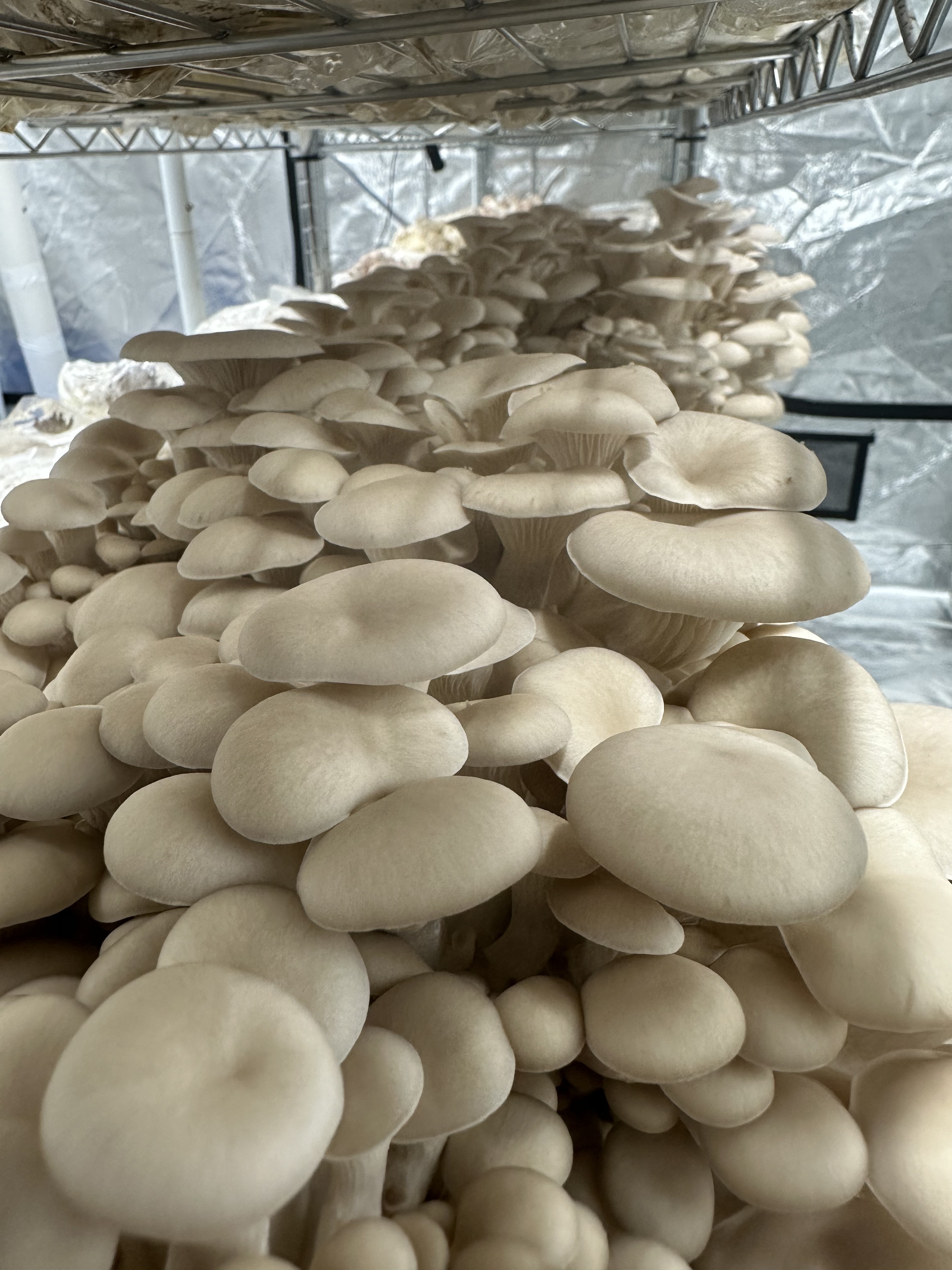Field Oyster cluster