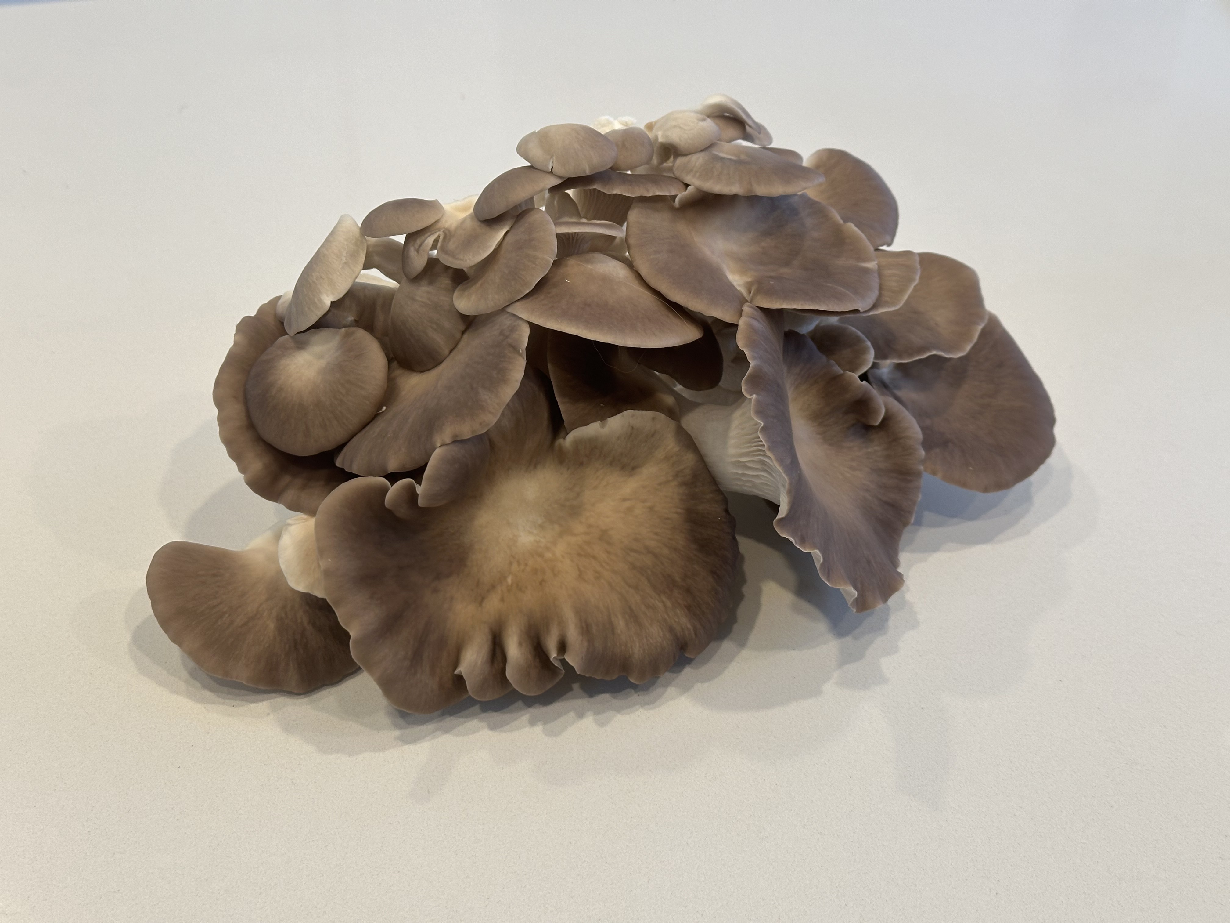 Elegant cluster of oyster mushrooms