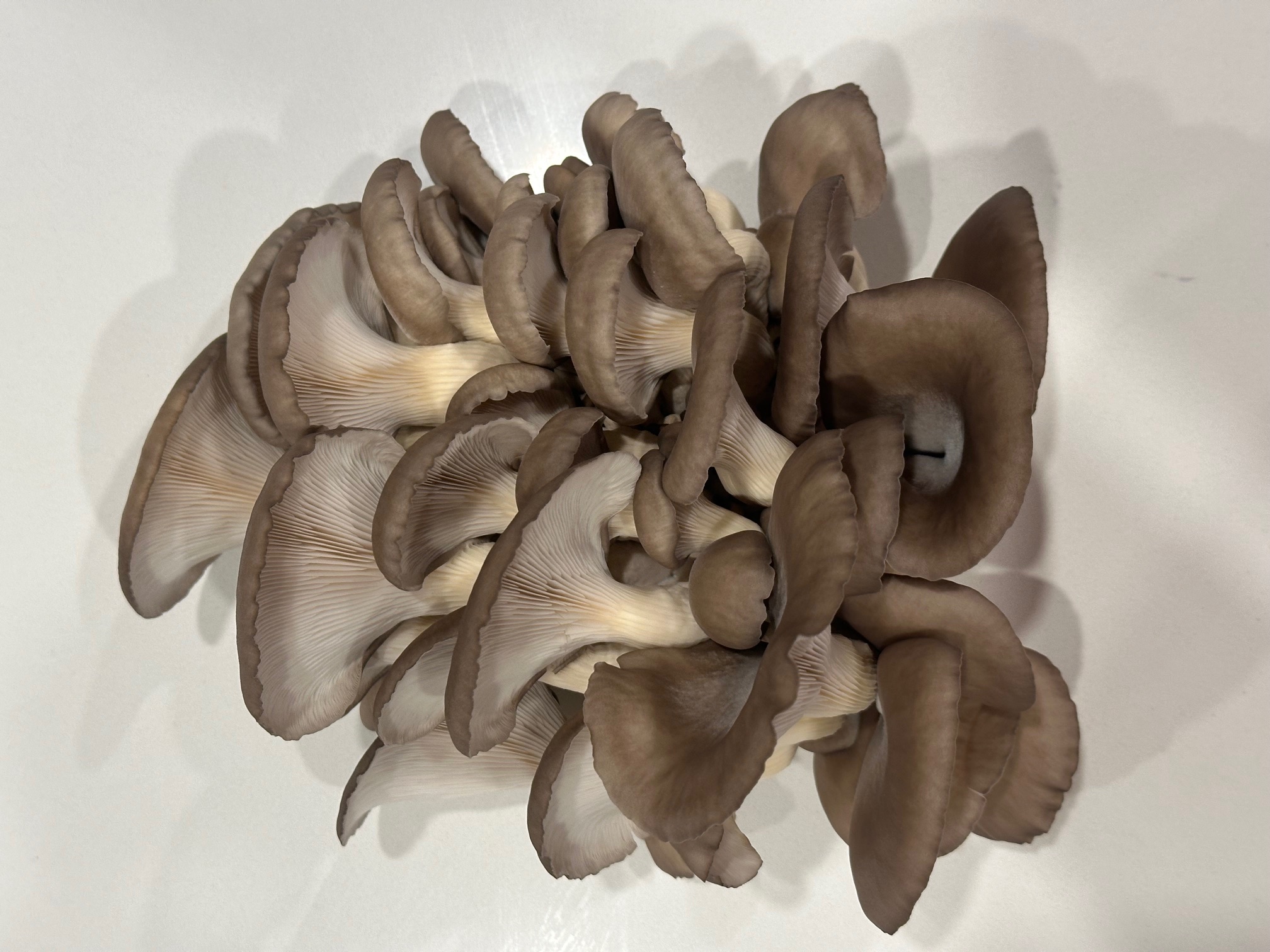 Cluster of fresh oyster mushrooms, gills facing camera
