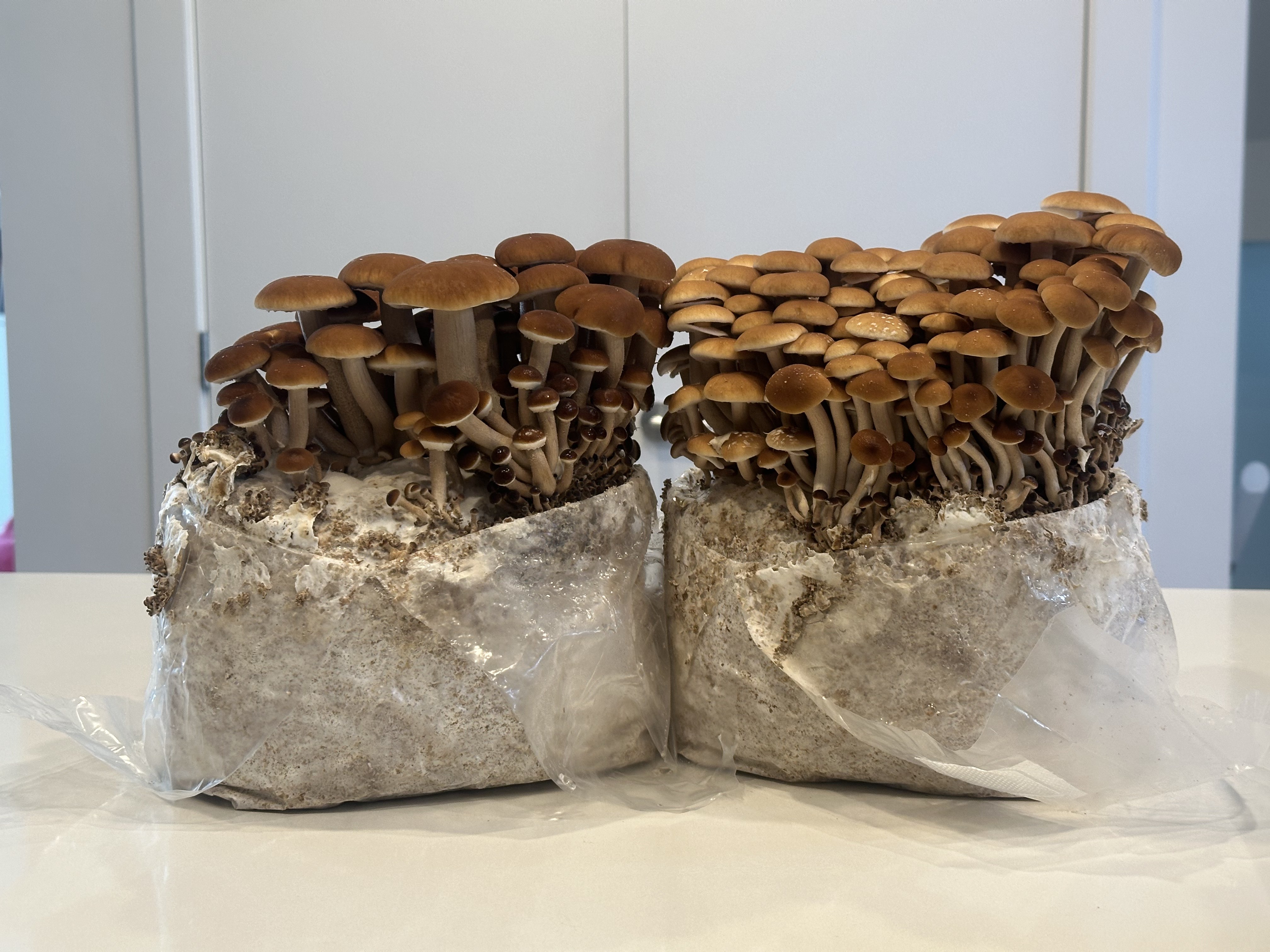 Two clusters of fresh pioppino mushrooms on growing substrate, showing golden caps on thin pale stems