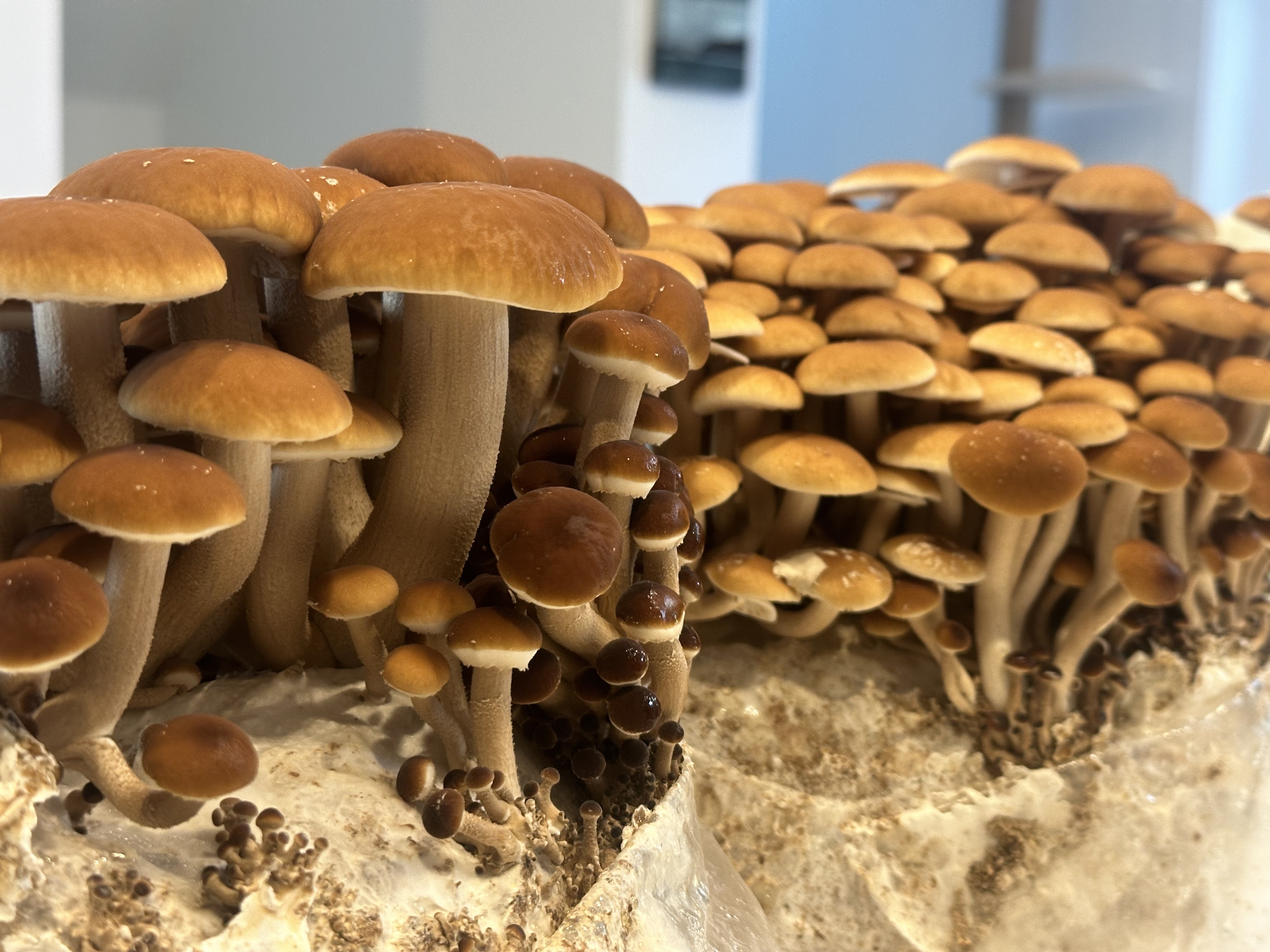 Velvet Pioppino mushrooms, tall stems and chocolate caps